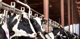 US Senators Push to Address Controversial Canadian Dairy Trade Loophole